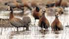 White-faced whistling duck at water, Serengeti National Park, Tanzania, Africa Botanical Print